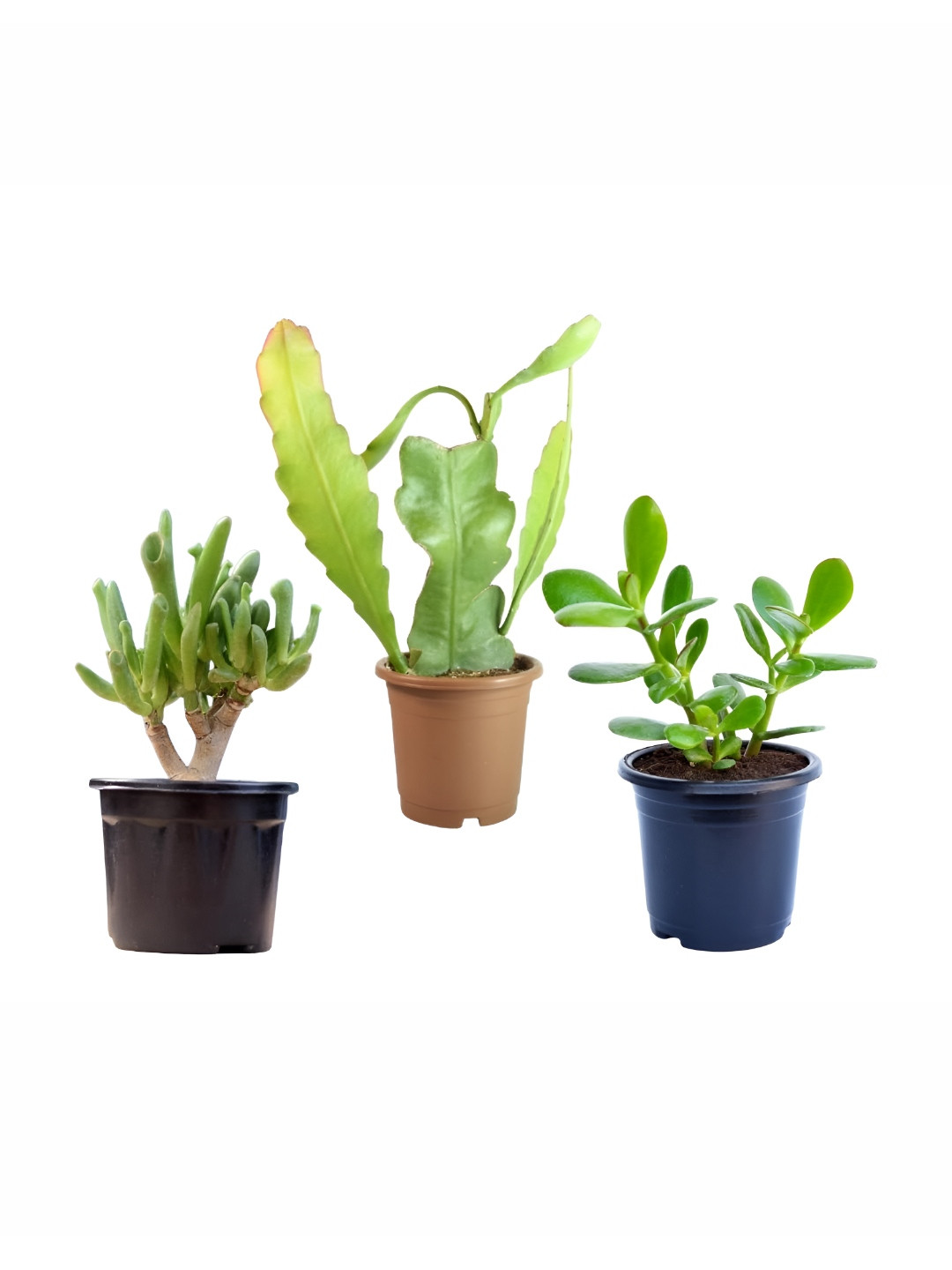 India Gardening Set Of 3 Brown & Green Live Plants with Pots