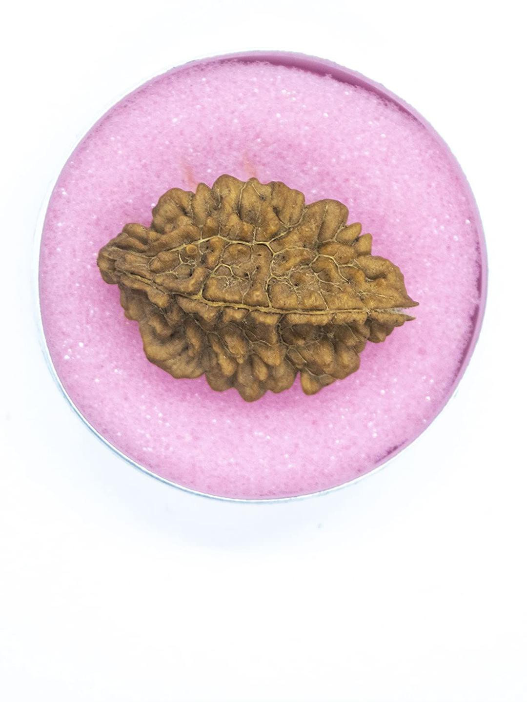 Apnisanskriti Unisex 2 Face Rudraksha Bead Pendant