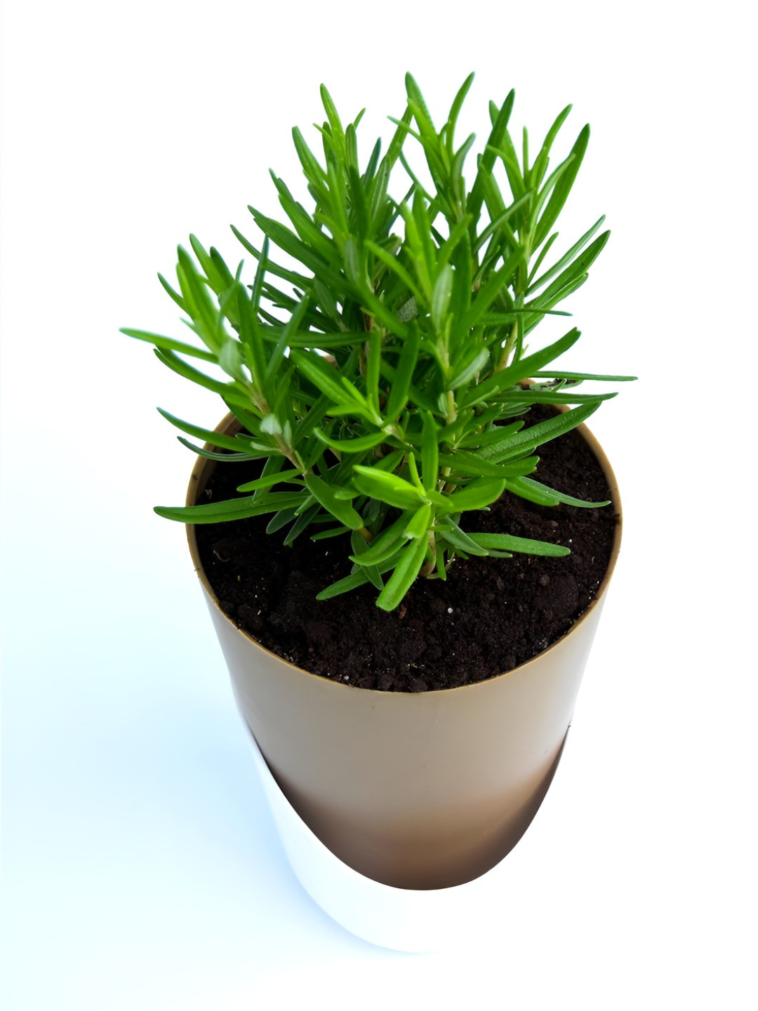 India Gardening Rosemary Plant With Self-Watering Pot