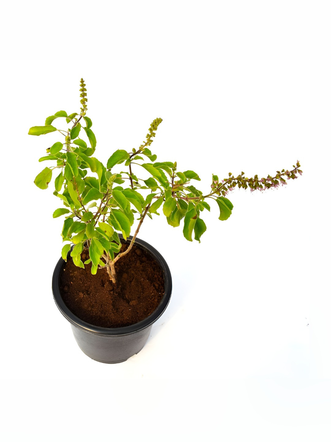 India Gardening Tulsi Plant With Pot