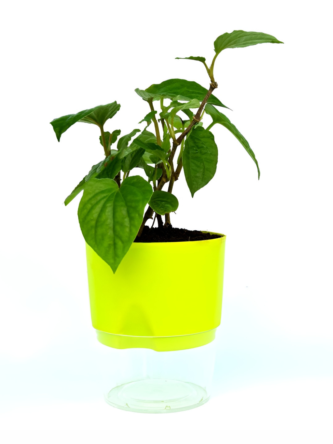India Gardening Yellow & Green Betel Leaf Plant with Pot