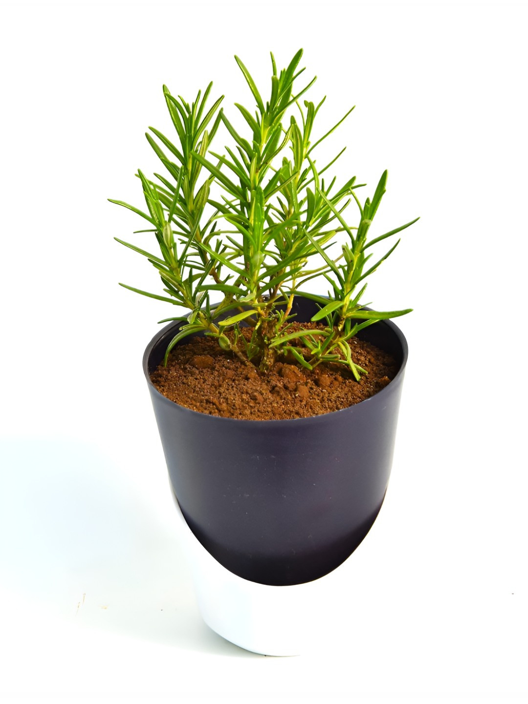 India Gardening Rosemary Plant With Self-Watering Pot