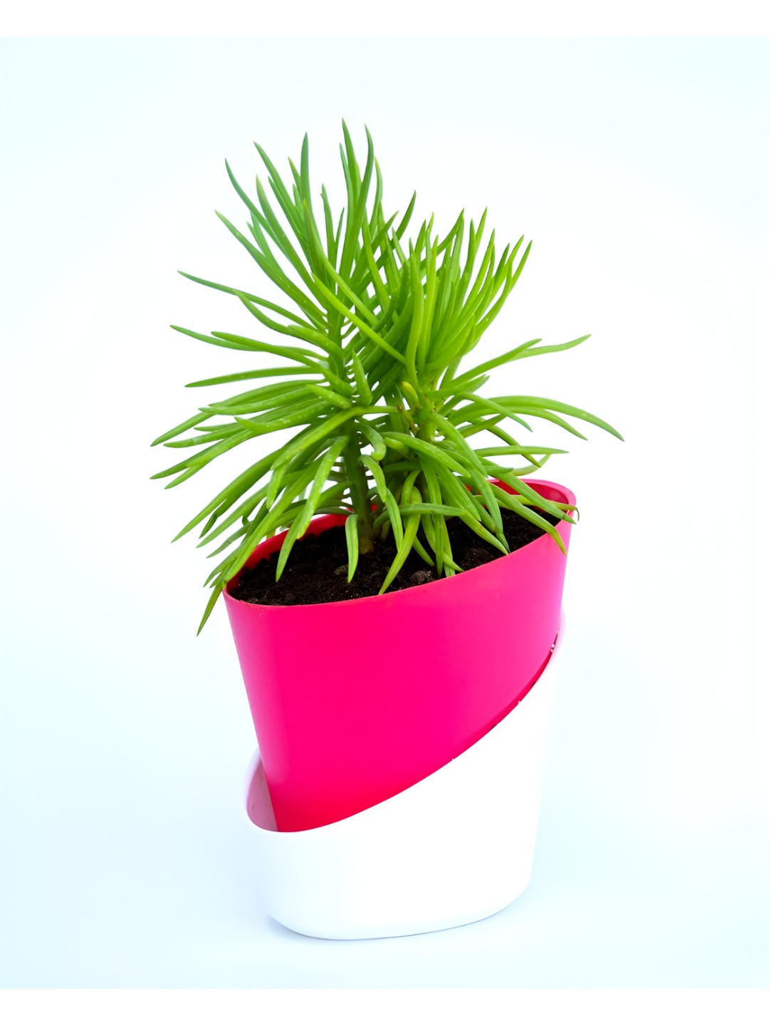 India Gardening Bush Senecio Plant With Self-Watering Pot