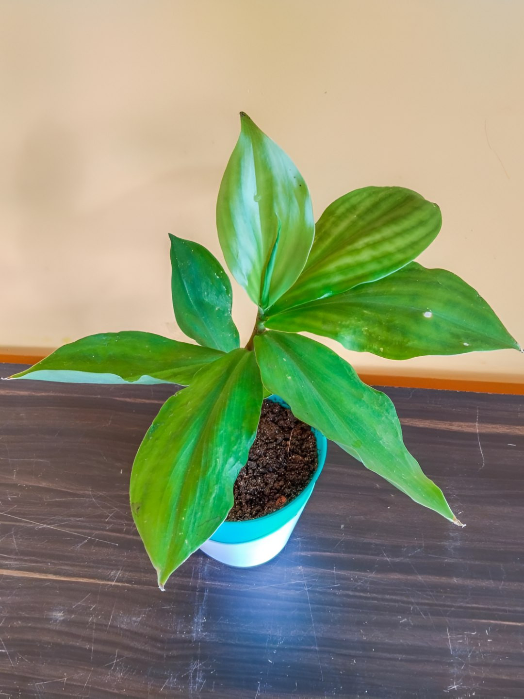 India Gardening Blue & Green Costus Igneus Plant with Pot