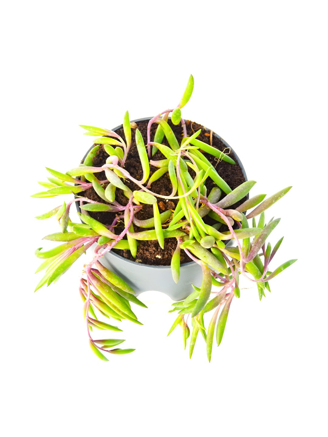 India Gardening String of Rubies Plant With Self-Watering Pot