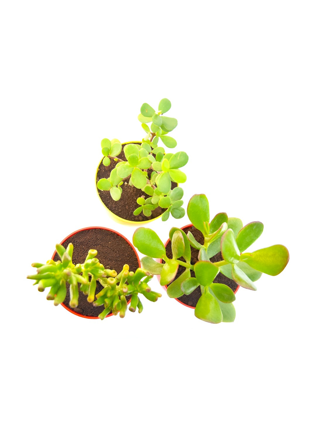 India Gardening Set of 3 Crassula, Gollum Jade & Mini Jade with Self-Watering Pots