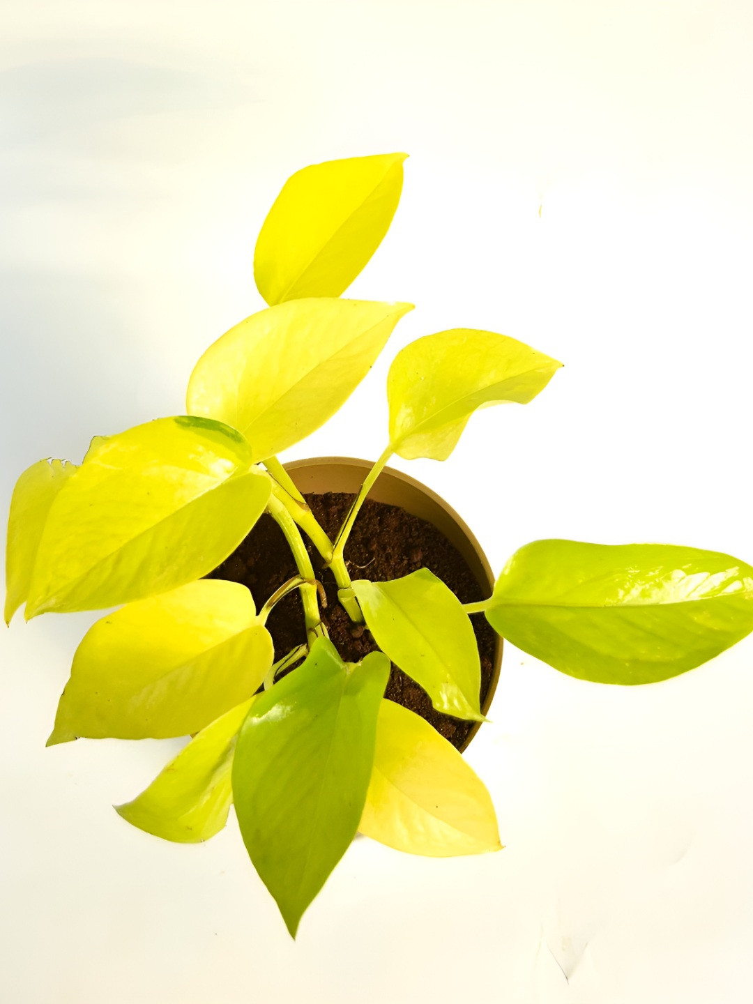 India Gardening Golden Money Plant With Self-Watering Pot