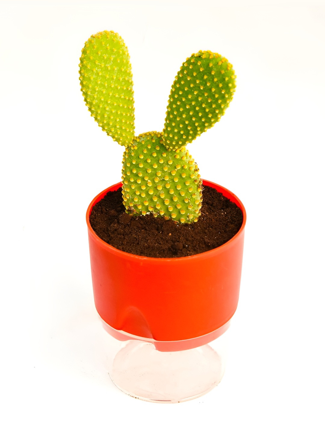 India Gardening Red & Green Bunny Ear Cactus Plant with Pot