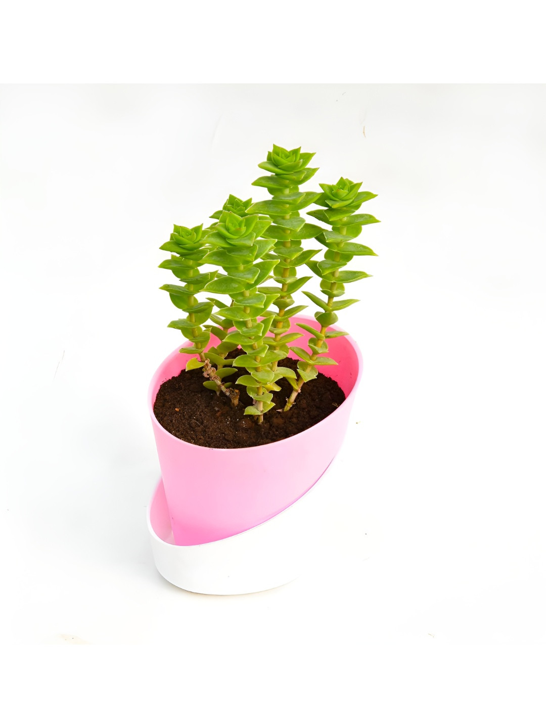 India Gardening Pink & Green String of Buttons Plant with Pot