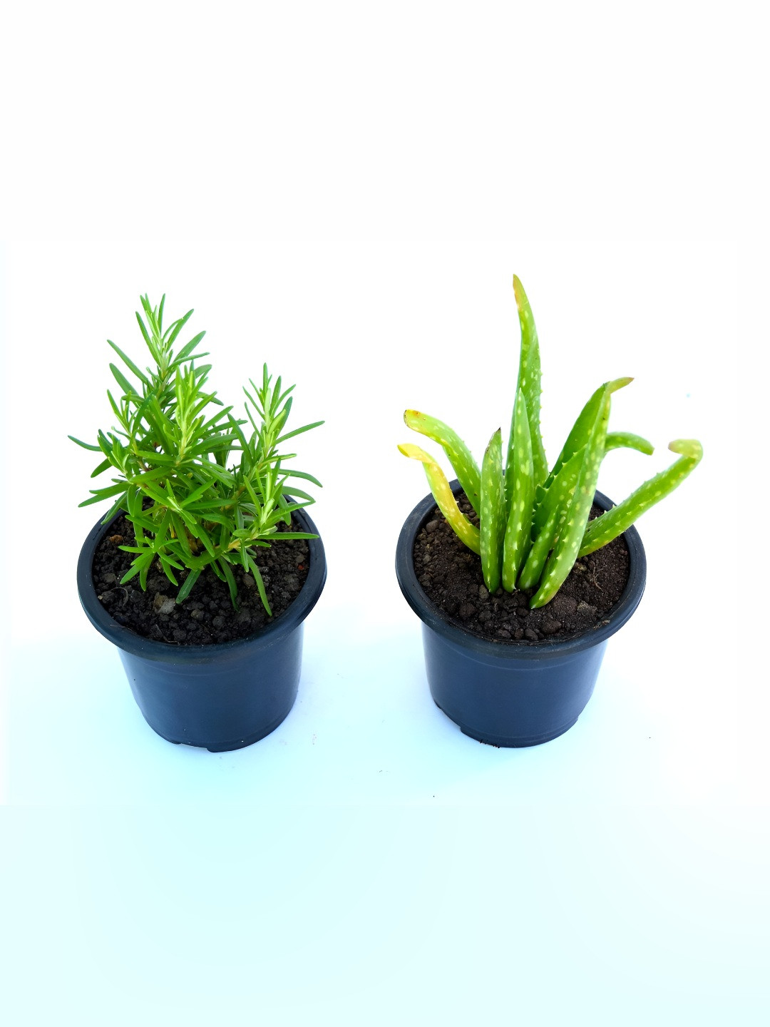 India Gardening Set of 2 Rosemary & Aloe Vera Plants