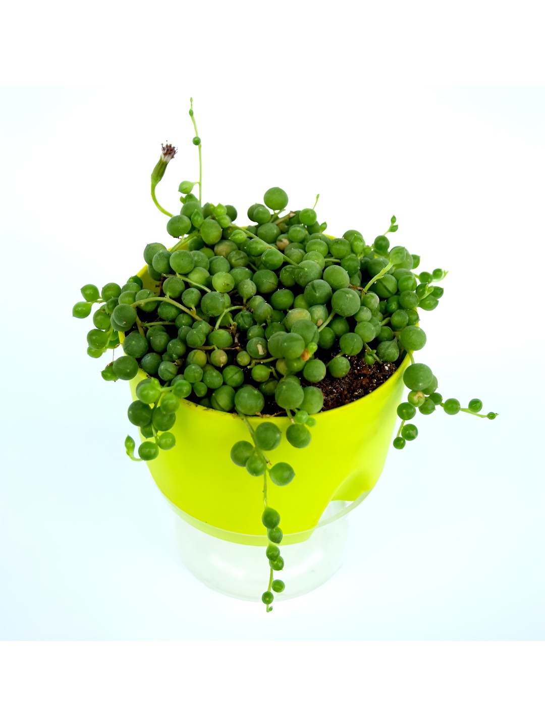 India Gardening Yellow & Green String of Pearls Plant with Pot