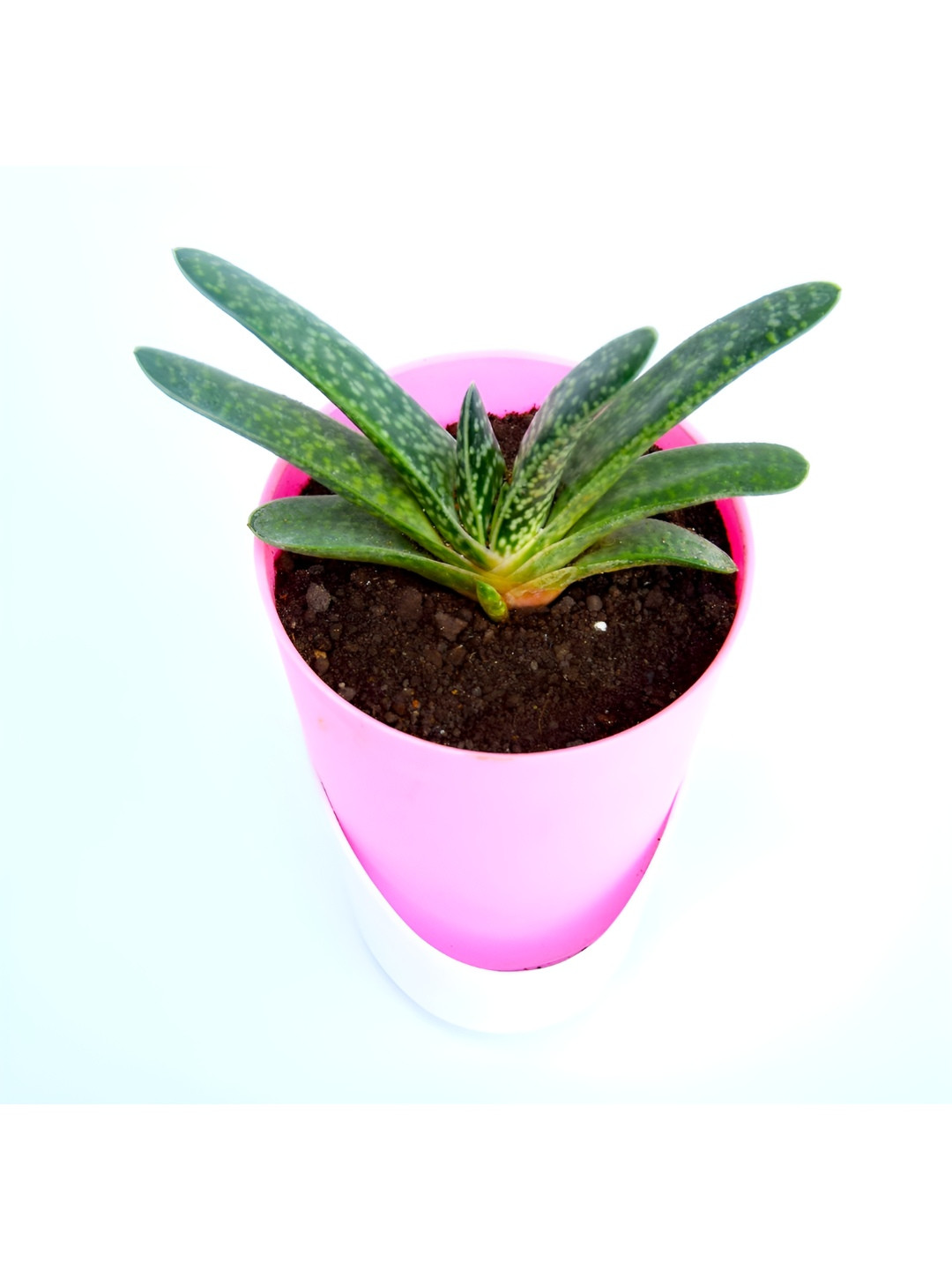 India Gardening Gasteria Succulent Plant With Pot