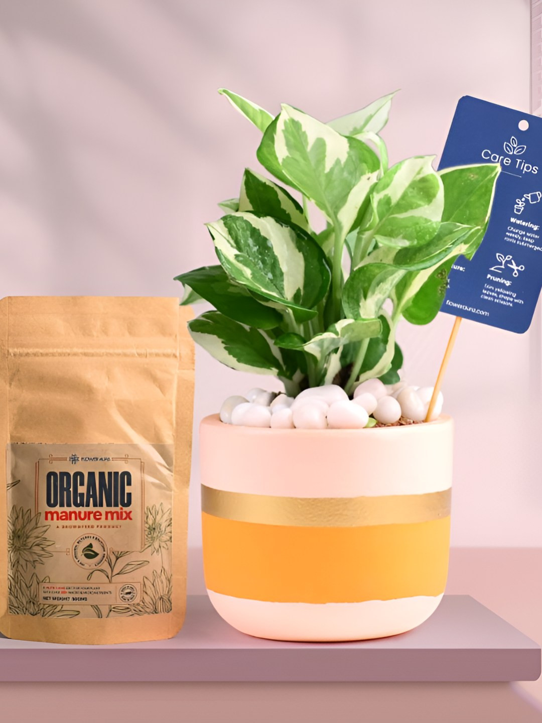 Floweraura Air Purifying Indoor Live White Pothos Plant With Pot & Manure - 15 cm