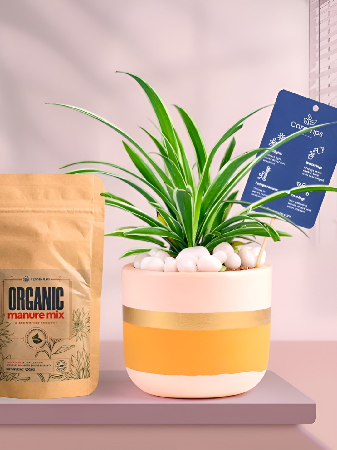 Floweraura Air Purifying Indoor Live Spider Plant With Pot & Manure - 15 cm