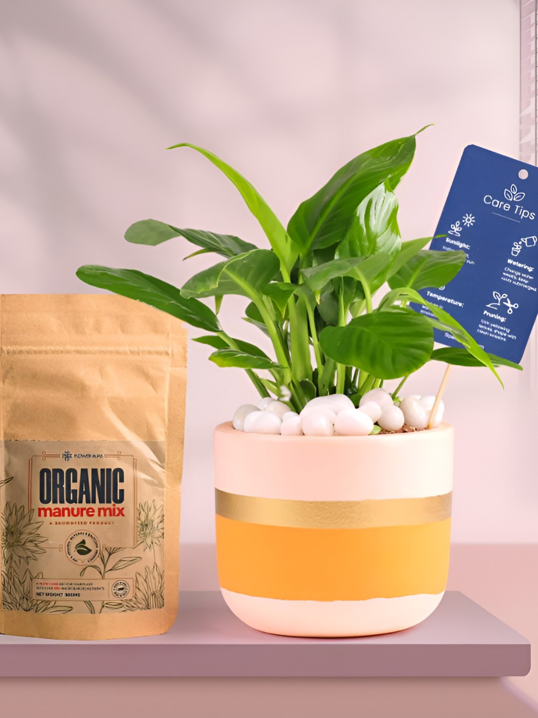 Floweraura Air Purifying Indoor Live Peace Lily Plant With Pot & Manure - 15 cm