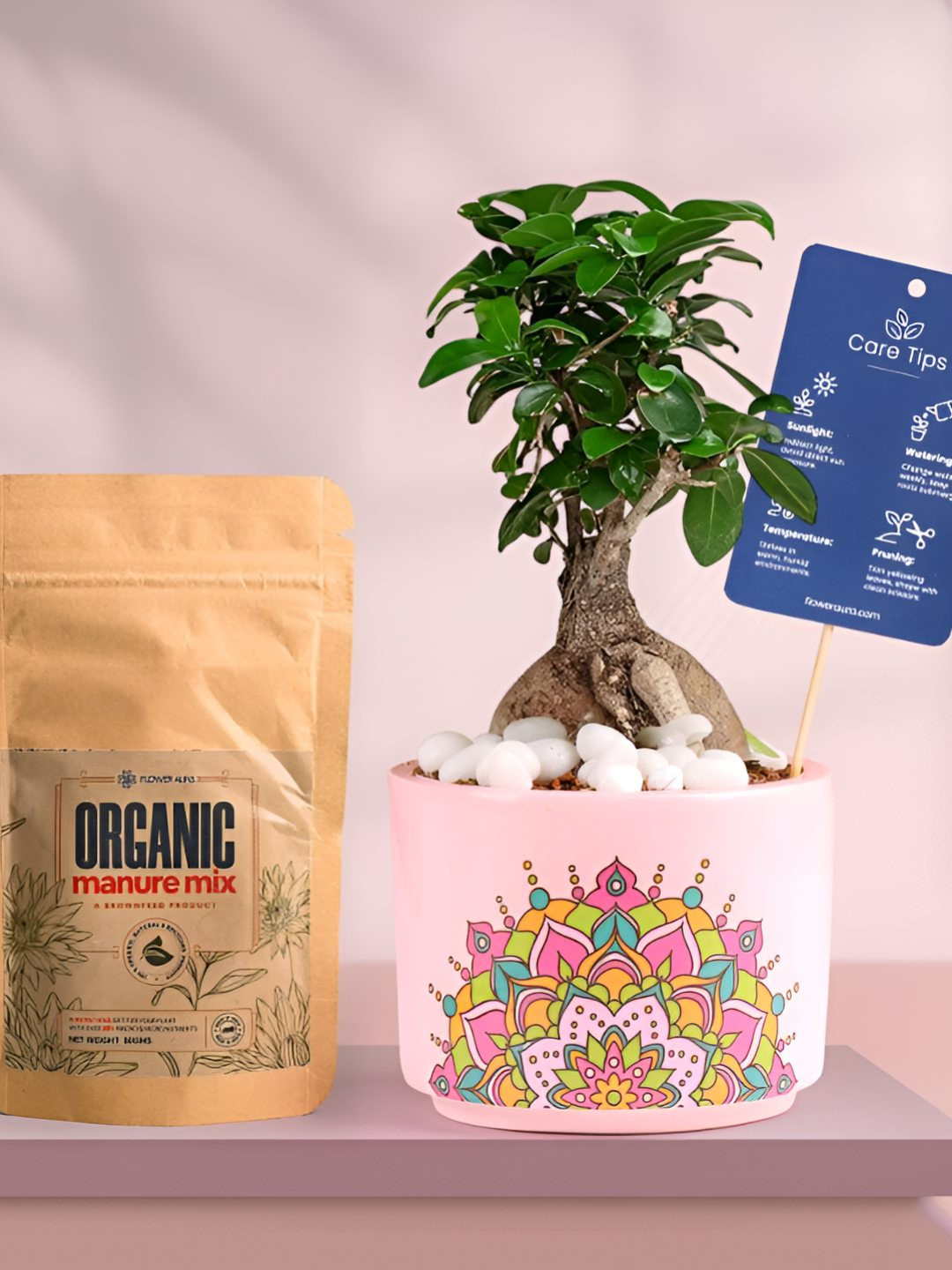 Floweraura Air Purifying Indoor Live Ficus Bonsai Plant With Printed Pot & Manure -15 cm