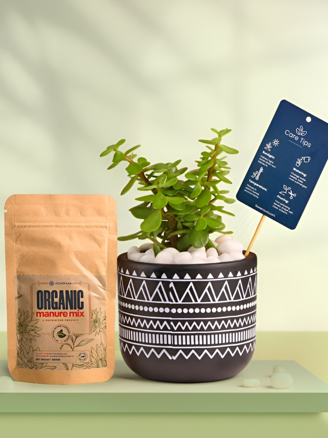 Floweraura Air Purifying Good-Luck Indoor Live Plant With Printed Pot & Manure -15 cm