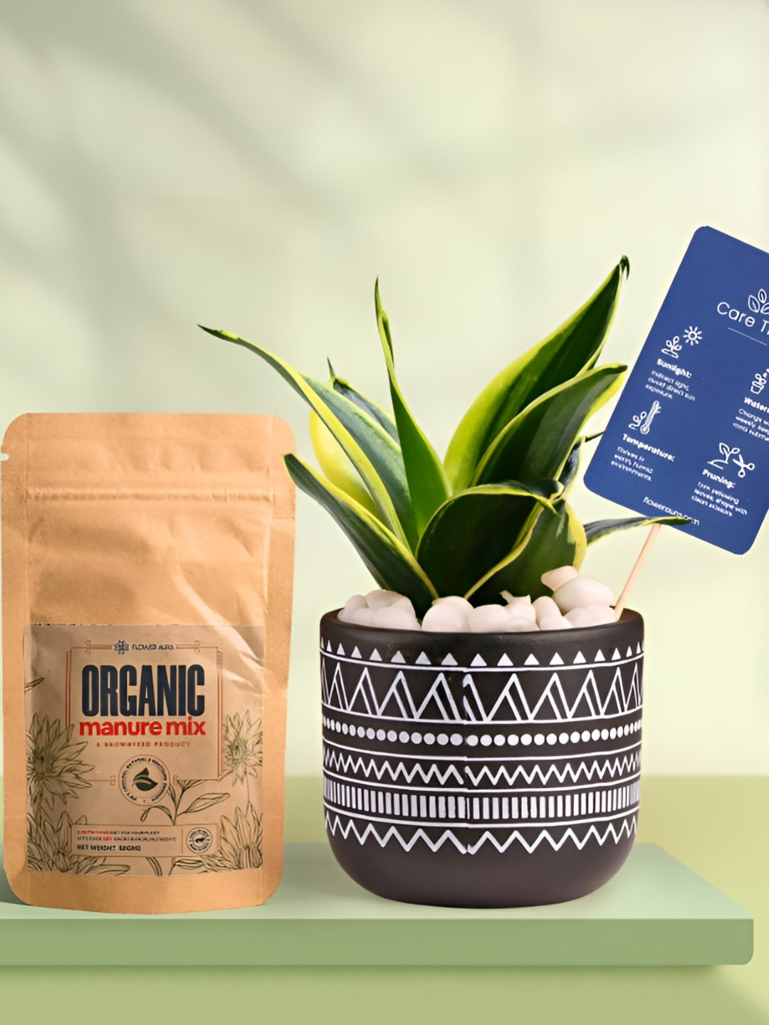 Floweraura Air Purifying Indoor Live Sansevieria Snake Plant With Pot & Manure - 15 cm