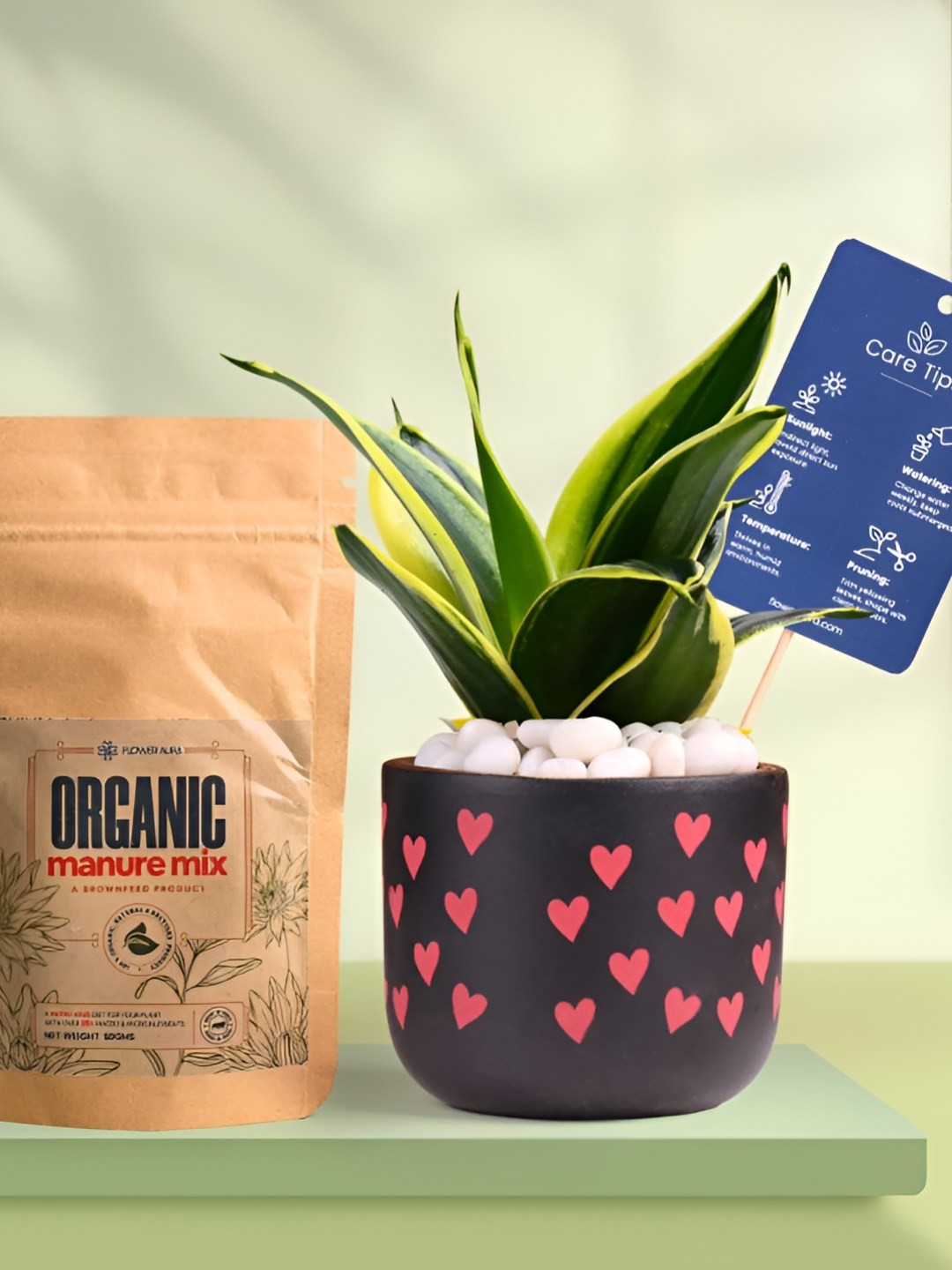 Floweraura Air Purifying Indoor Live Sansevieria Snake Plant With Pot & Manure - 15 cm