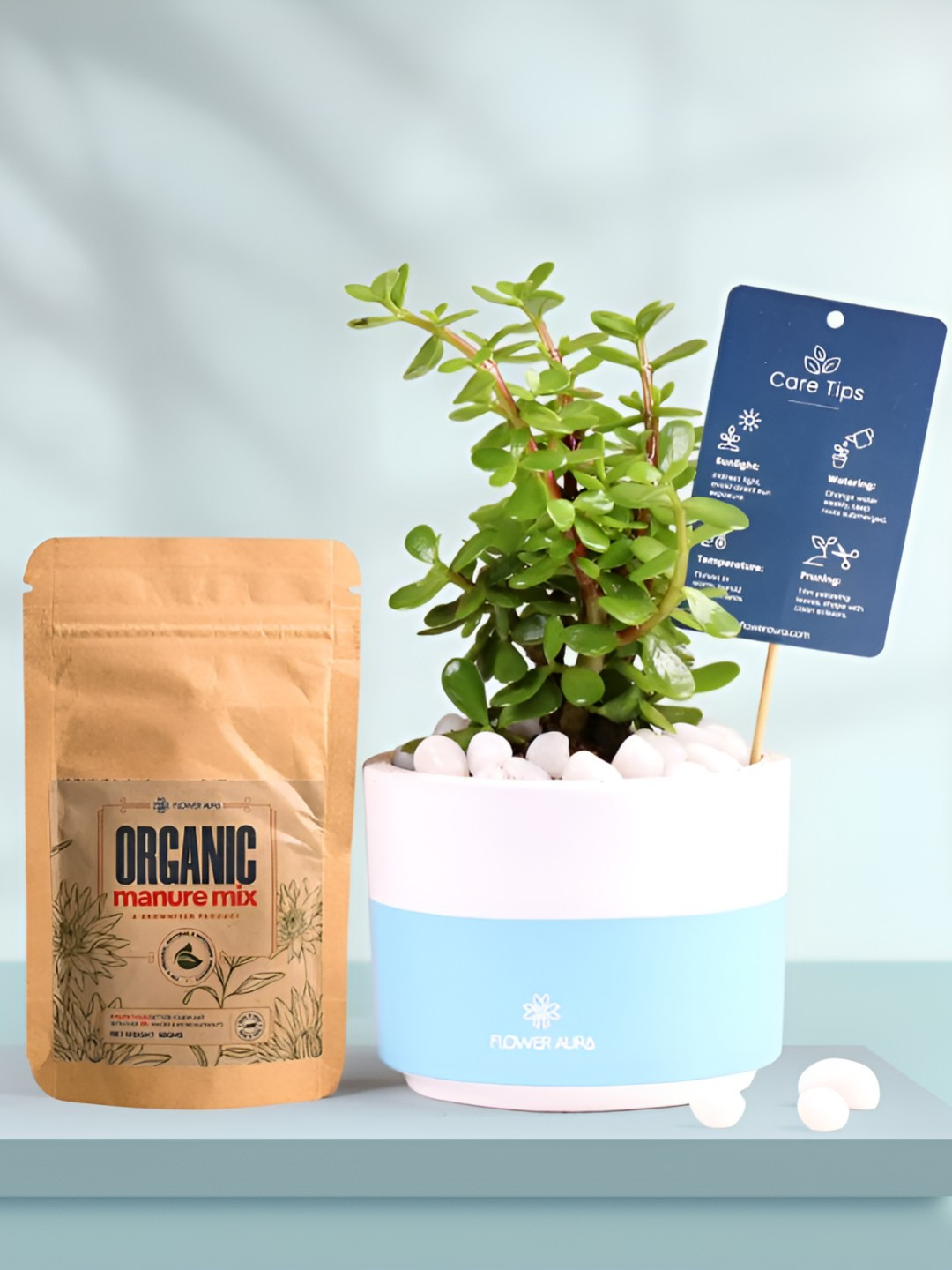 Floweraura Air Purifying Good Luck Jade Indoor Live Plant With Dip Pot & Manure - 15 cm