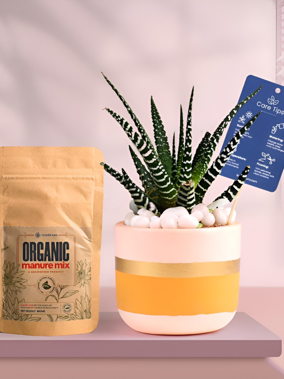 Floweraura Air Purifying Zebra Haworthia Indoor Live Plant With Pot & Manure - 15 cm