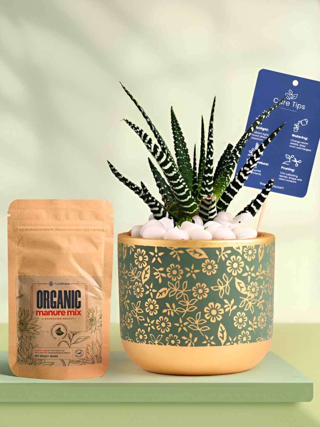 Floweraura Air Purifying Indoor Live Zebra Haworthia Plant With Printed Pot & Manure-15 cm