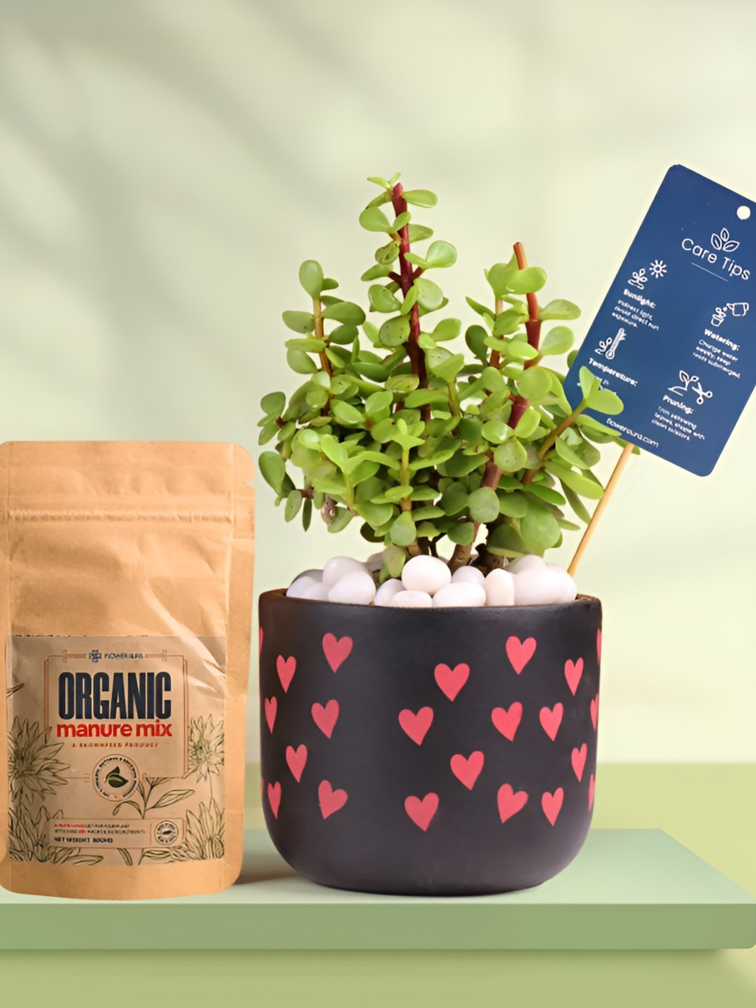 Floweraura Air Purifying Indoor Live Good Luck Jade Plant With Printed Pot & Manure -15 cm