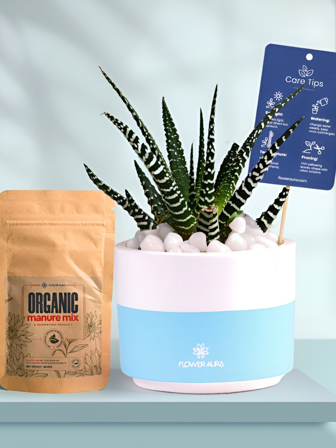 Floweraura Air Purifying Indoor Live Zebra Haworthia Plant With Dip Pot & Manure - 15 cm