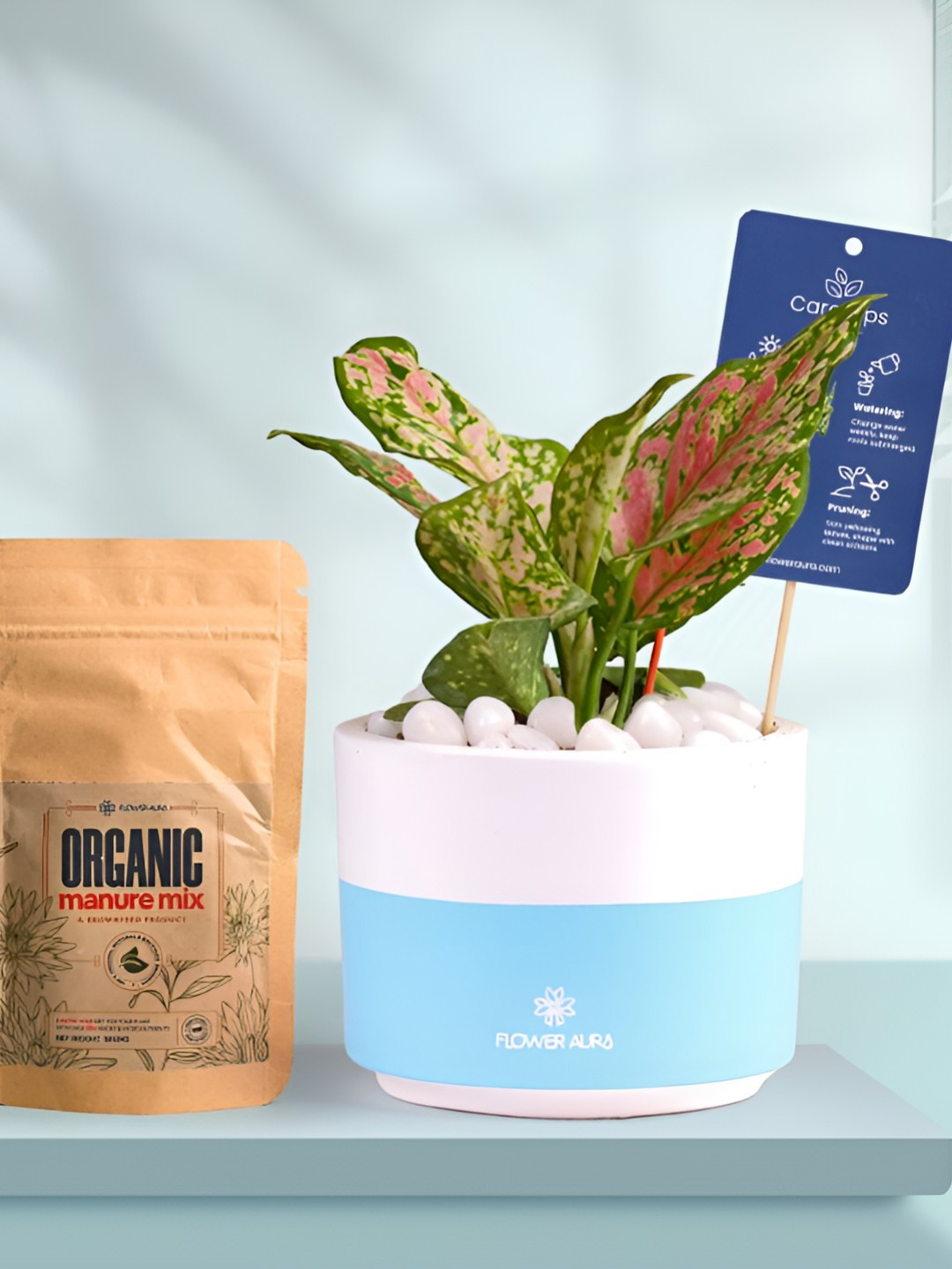 Floweraura Air Purifying Indoor Live Aglaonema Plant With Dip Pot & Manure - 15 cm