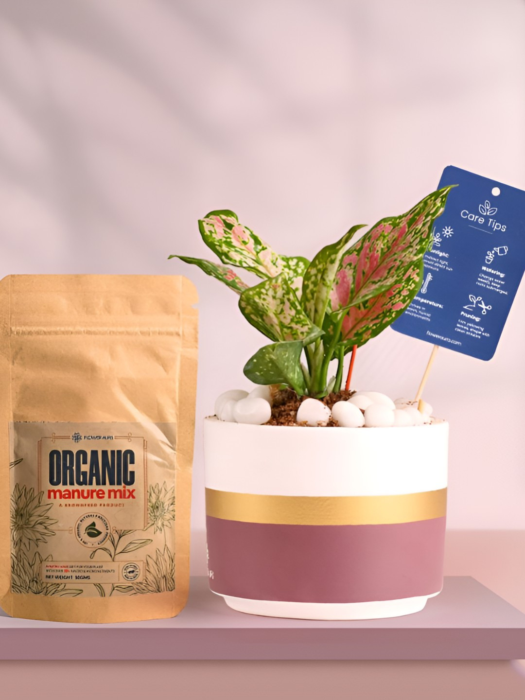 Floweraura Air Purifying Indoor Live Aglaonema Plant With Pot & Manure - 15 cm