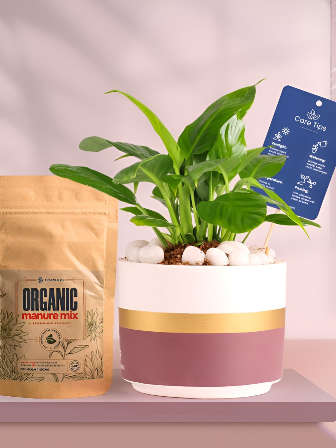 Floweraura Air Purifying Peace-Lily Indoor Live Plant With Pot & Manure - 15 cm