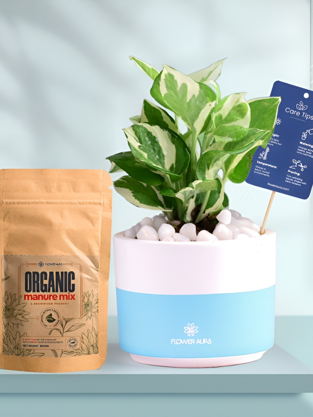 Floweraura Air Purifying Indoor Live White Pothos Plant With Dip Pot & Manure - 15 cm