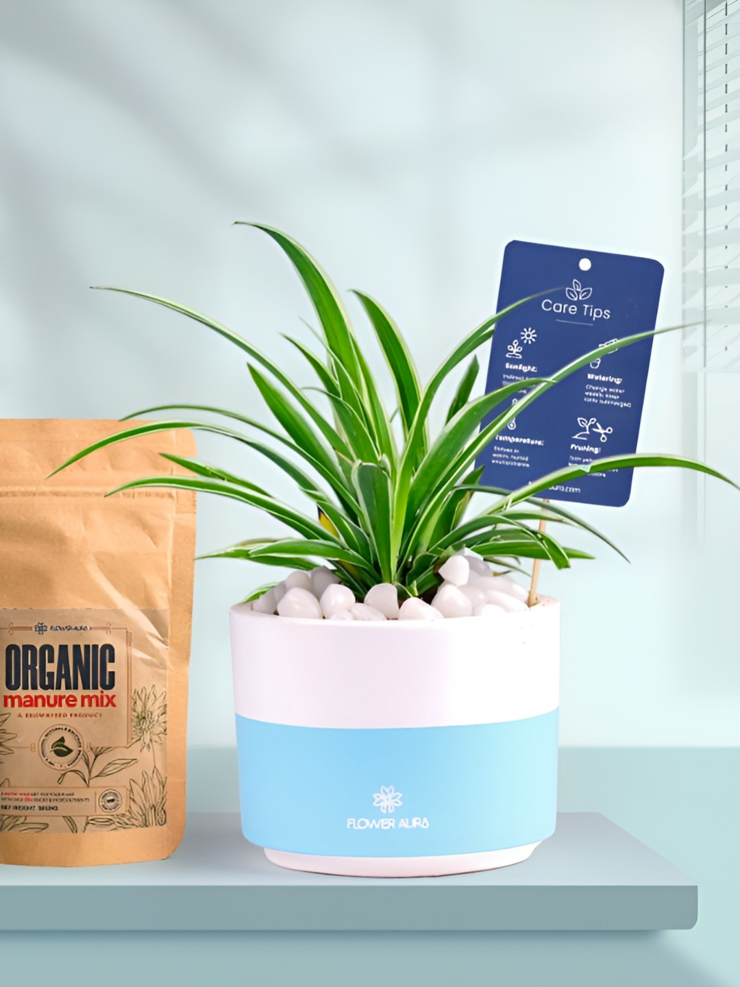 Floweraura Air Purifying Spider Indoor Live Plant With Dip Pot & Manure - 15 cm