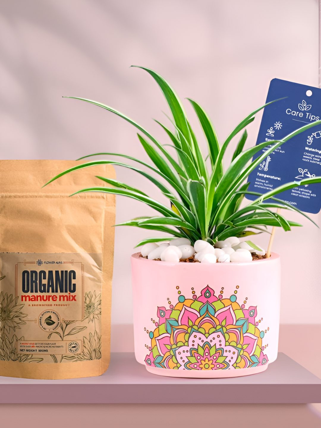 Floweraura Air Purifying Indoor Live Spider Plant With Printed Pot & Manure -15 cm