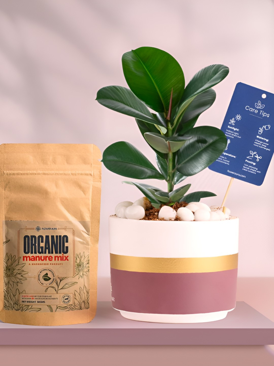 Floweraura Air Purifying Indoor Live Natural Rubber Plant With Pot & Manure - 15 cm