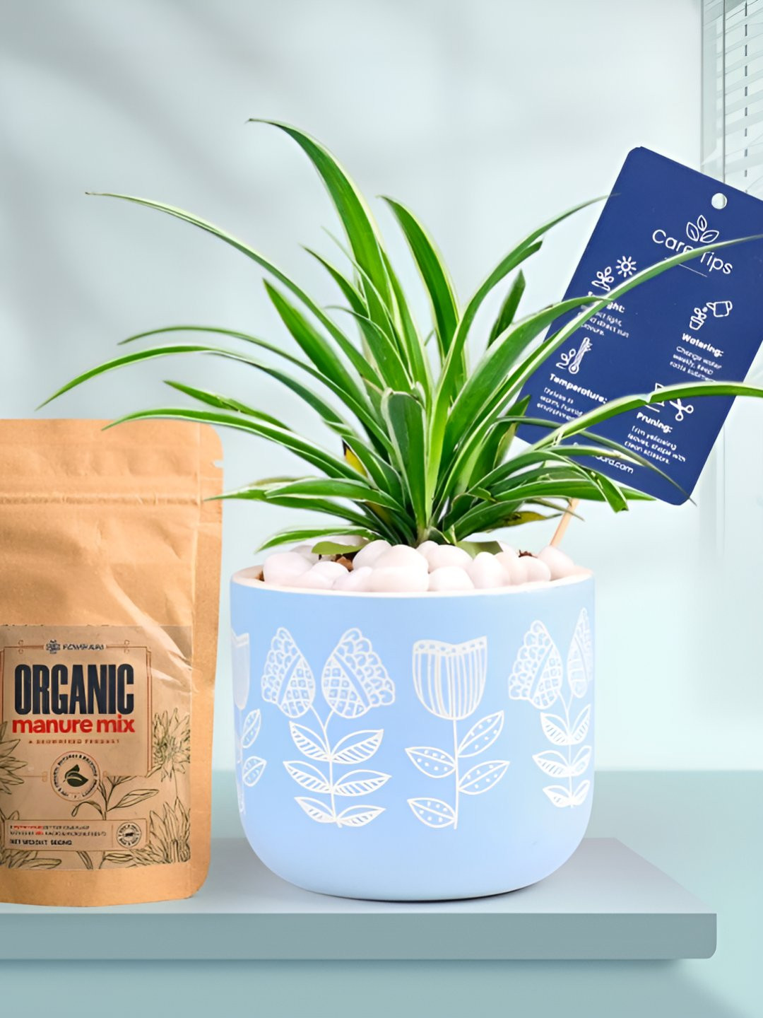 Floweraura Air Purifying Spider Indoor Live Plant With Printed Pot & Manure -15 cm