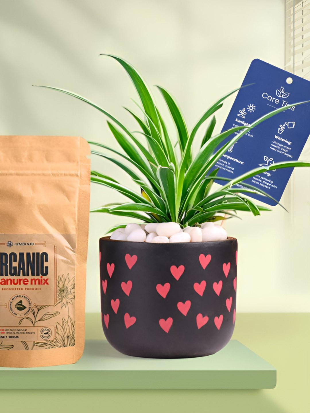 Floweraura Air Purifying Spider Indoor Live Plant With Printed Pot & Manure -15 cm