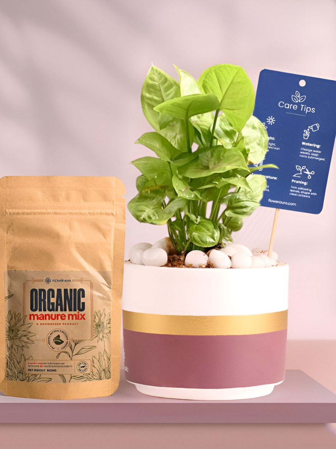 Floweraura Air Purifying Syngonium Indoor Live Plant With Pot & Manure - 15 cm