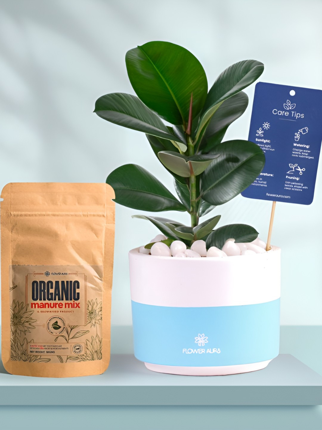 Floweraura Air Purifying Natural Rubber Indoor Live Plant With Printed Pot & Manure -15 cm