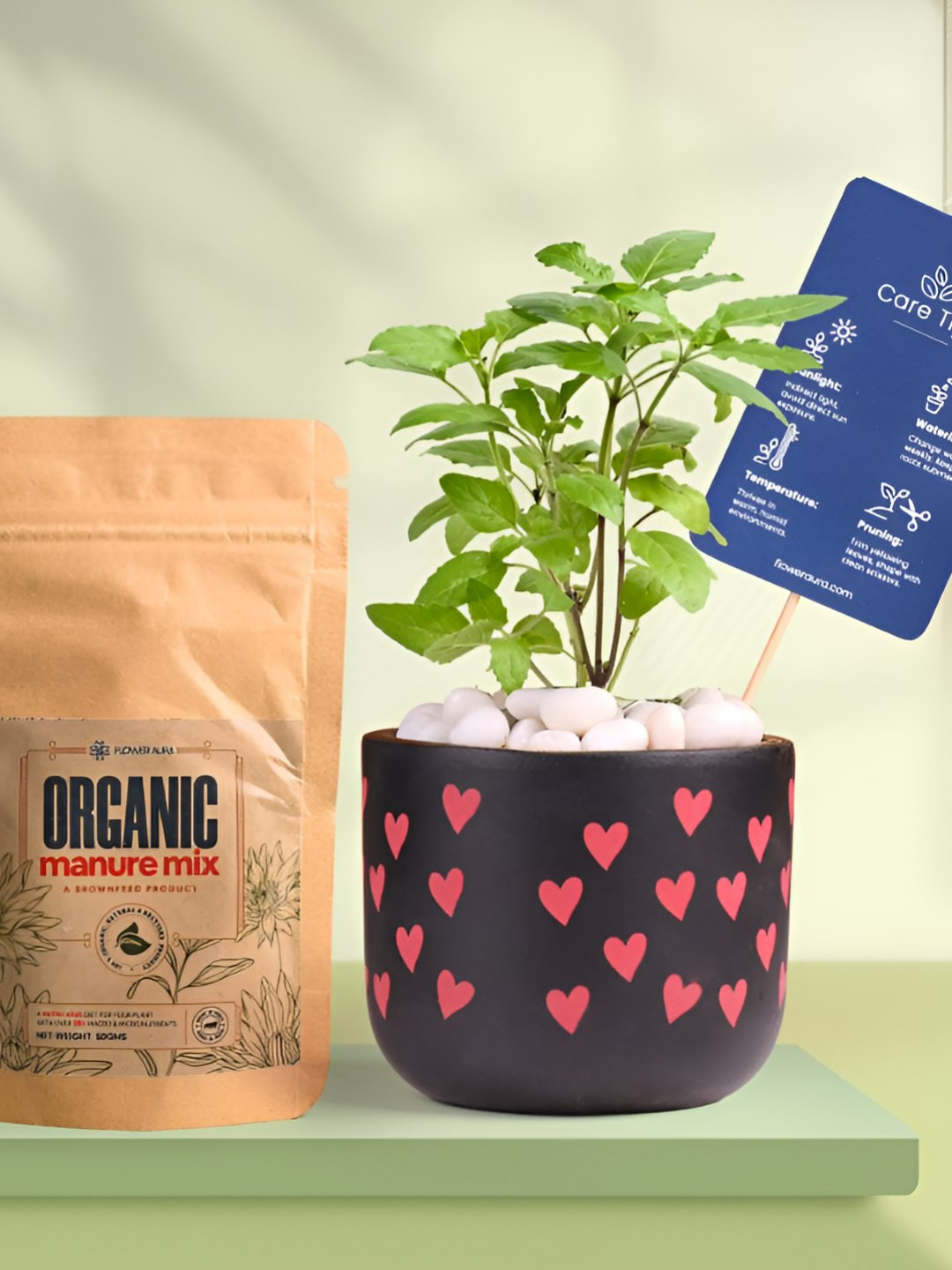 Floweraura Air Purifying Holy Basil Tulsi Indoor Live Plant With Pot & Manure - 15 cm