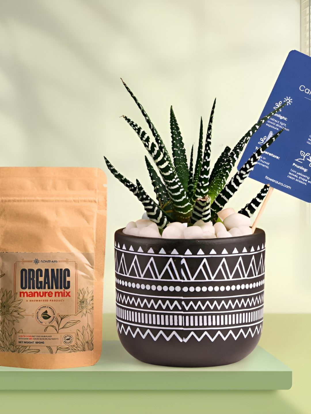 Floweraura Air Purifying Indoor Live Zebra Haworthia Plant With Printed Pot & Manure-15 cm