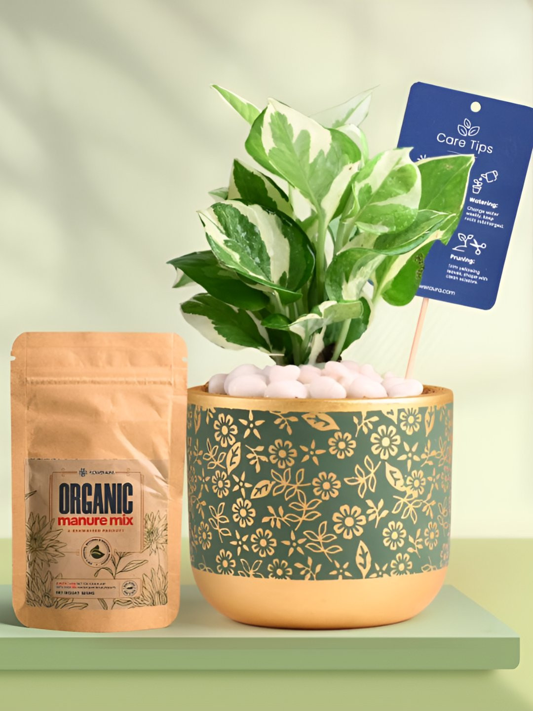 Floweraura Air Purifying White Pothos Indoor Live Plant With Printed Pot & Manure -15 cm