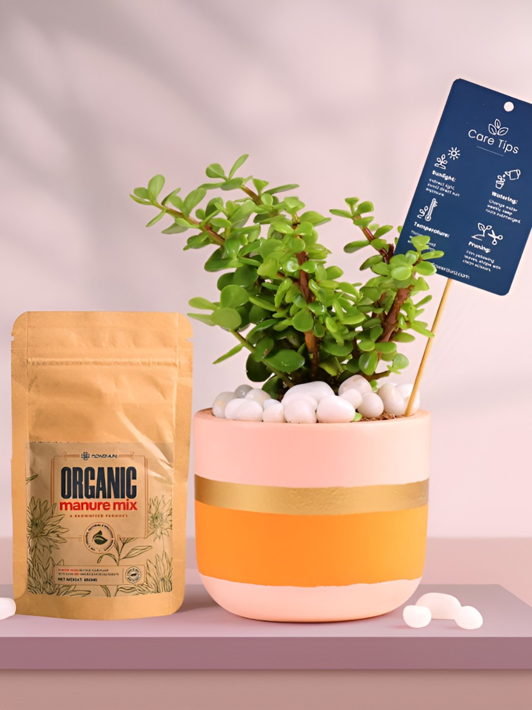 Floweraura Air Purifying Good Luck Jade Indoor Live Plant With Pot & Manure - 15 cm