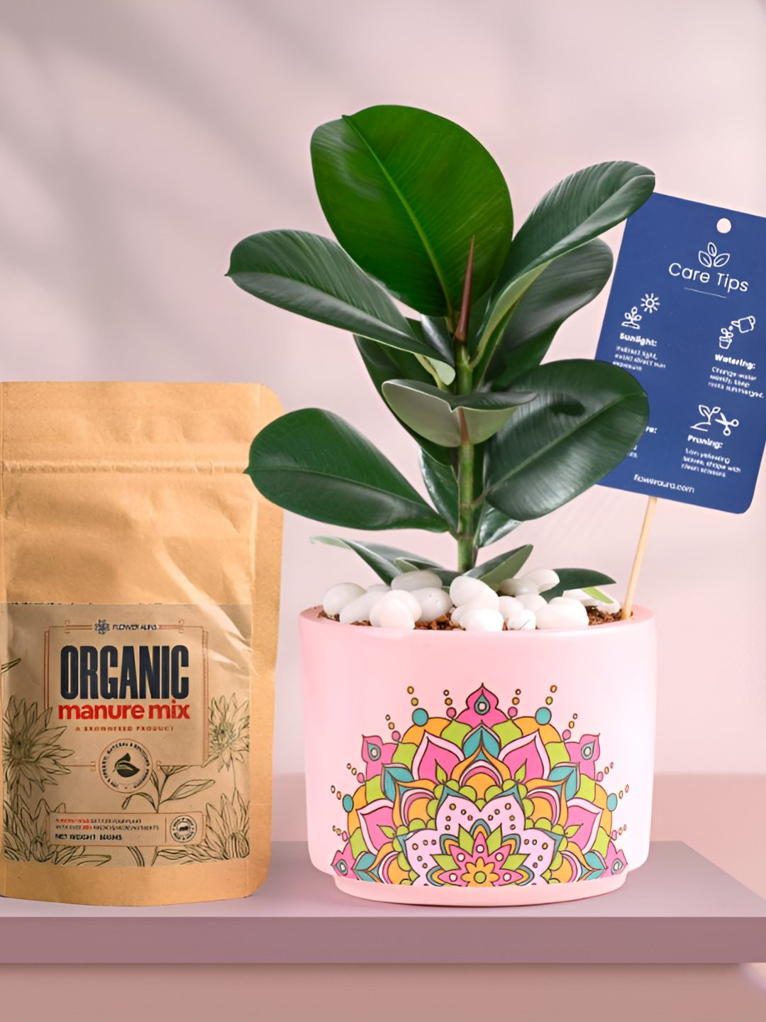 Floweraura Air Purifying Indoor Live Natural Rubber Plant With Printed Pot & Manure-15 cm