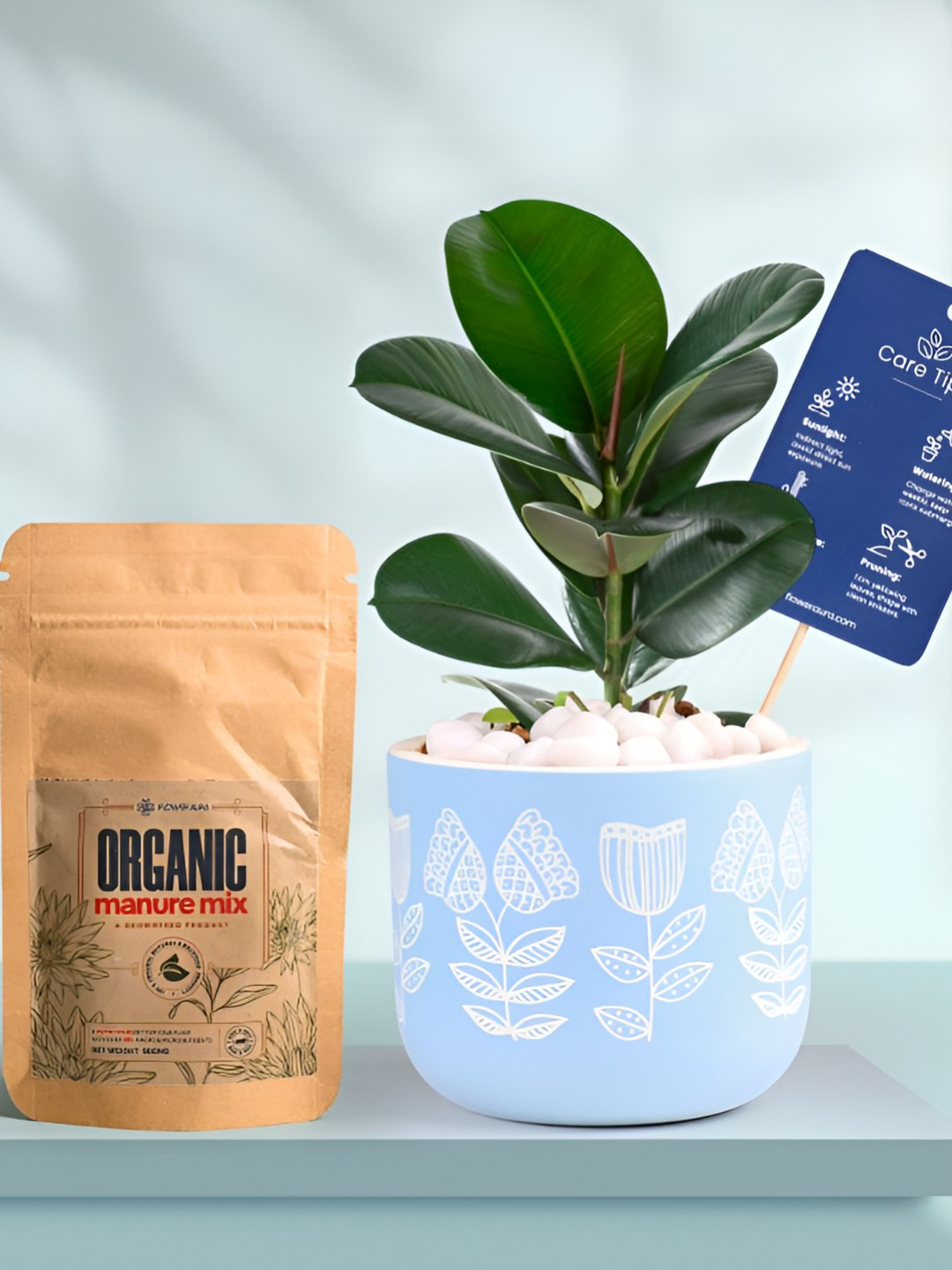 Floweraura Air Purifying Indoor Live Natural Rubber Plant With Printed Pot & Manure -15 cm