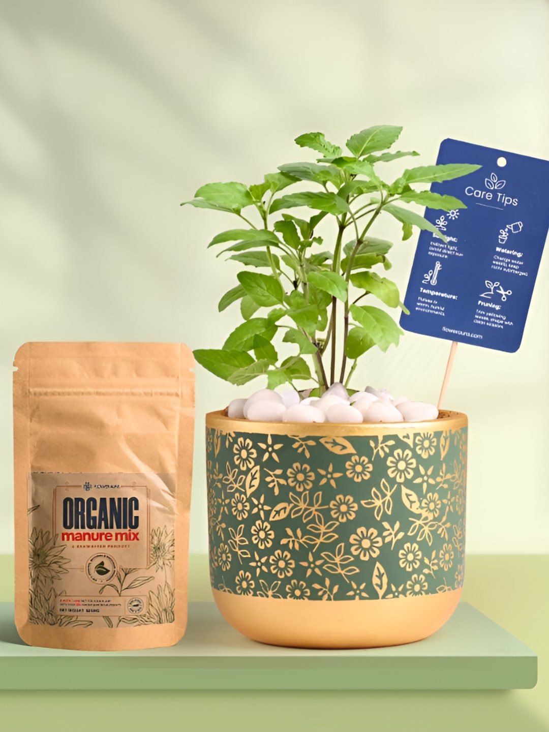 Floweraura Air Purifying Holy Basil Tulsi Indoor Live Plant With Pot & Manure - 15 cm