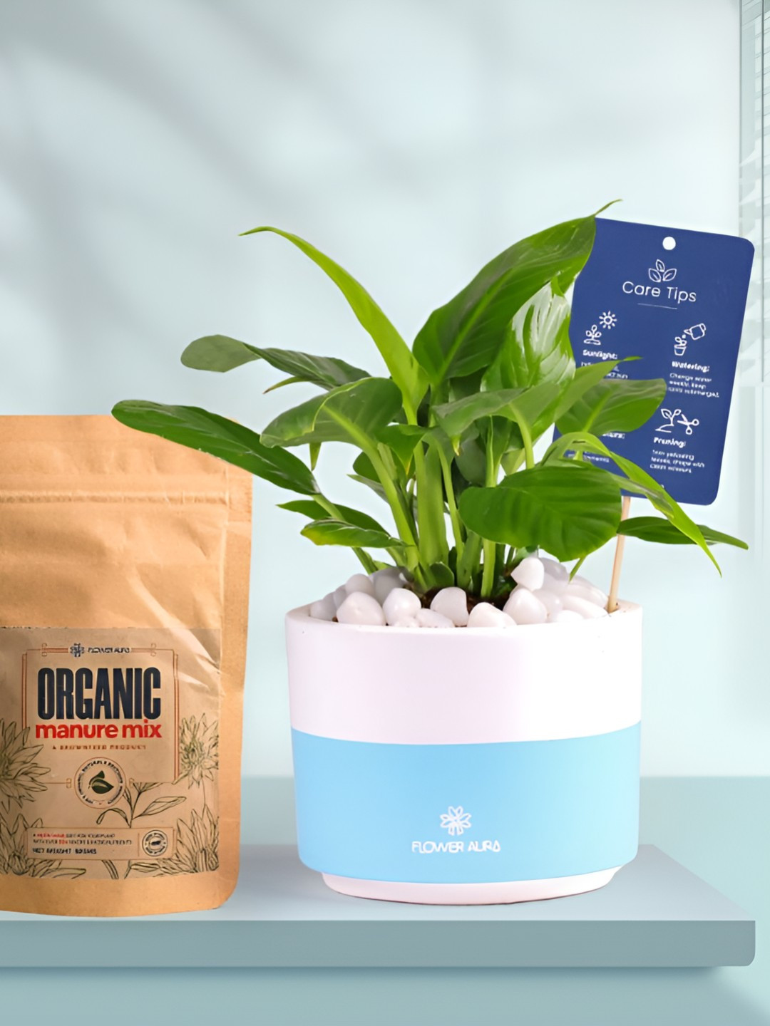 Floweraura Air Purifying Indoor Live Peace Lily Plant With Dip Pot & Manure - 15 cm