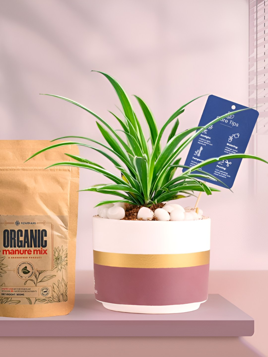 Floweraura Air Purifying Indoor Live Spider Plant With Pot & Manure - 15 cm