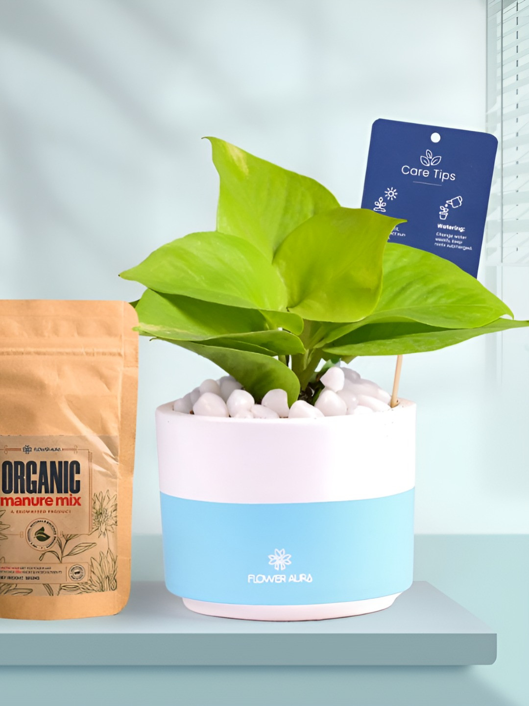 Floweraura Air Purifying Indoor Live Money Plant With Dip Pot & Manure - 15 cm