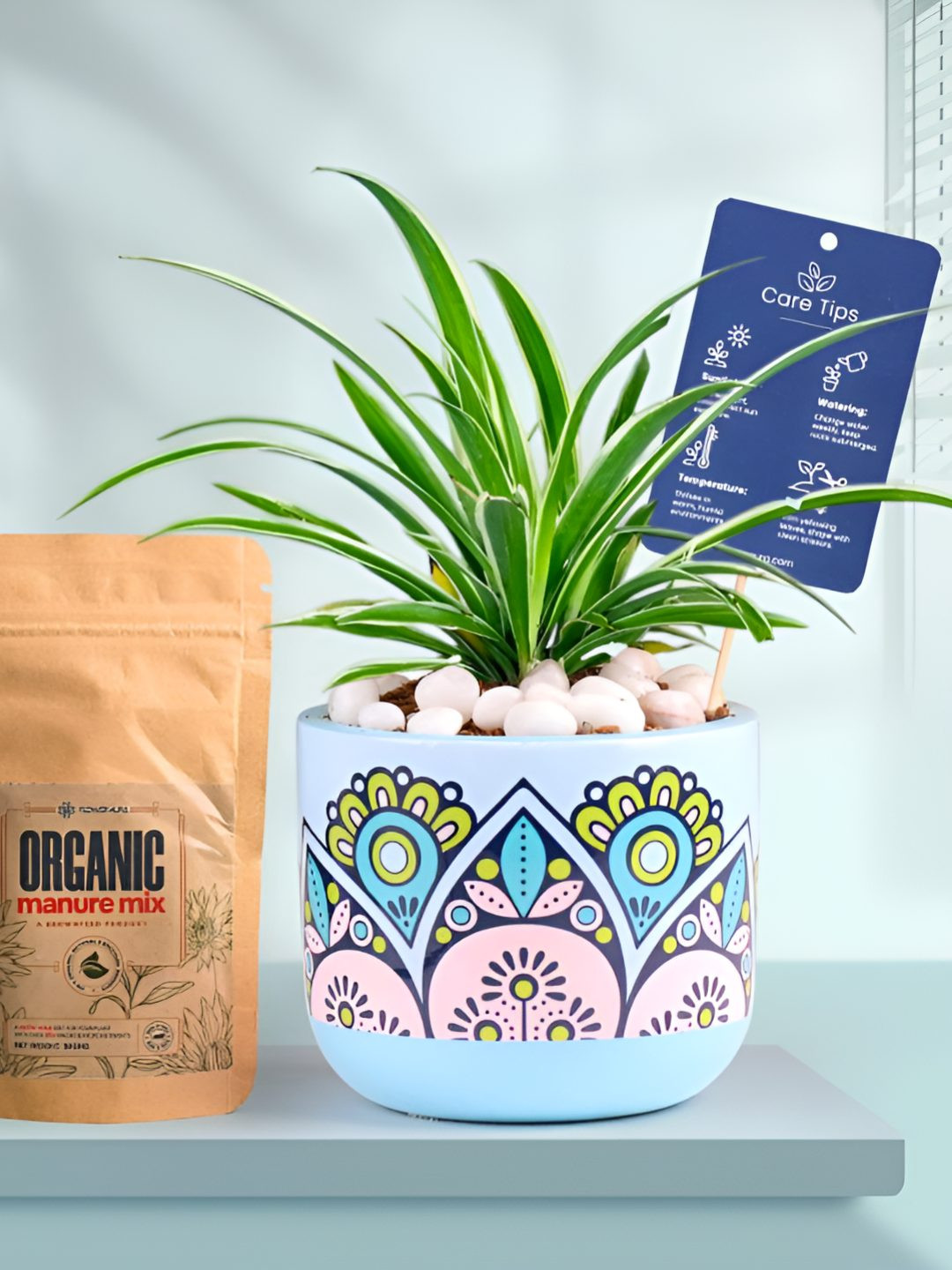 Floweraura Air Purifying Spider Indoor Live Plant With Printed Pot & Manure -15 cm